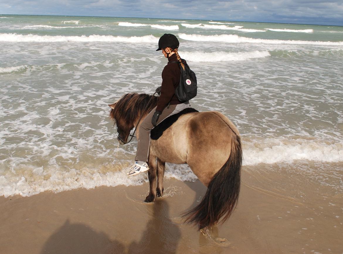 Islænder Sif frá Skarholt - Sopper ved vandet/Blokhus Strand 23/9-12 billede 5