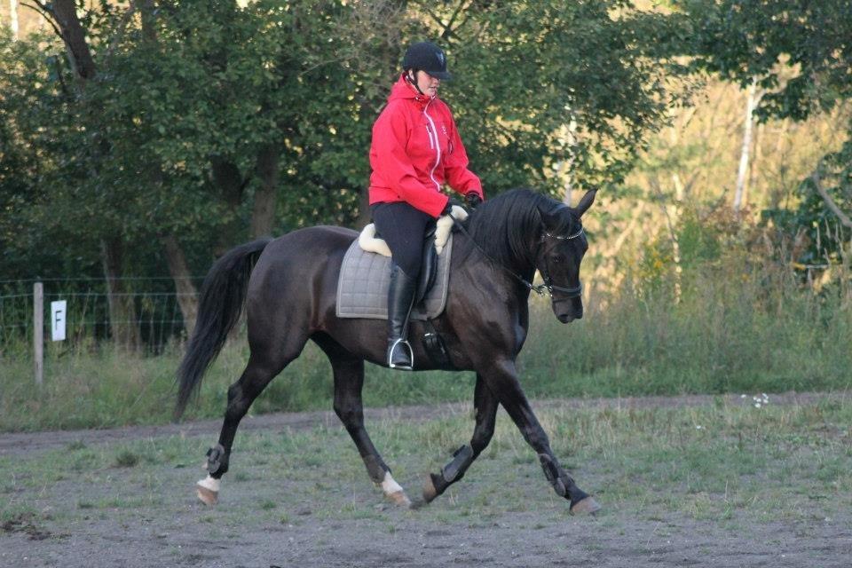 Anden særlig race Pandora billede 1