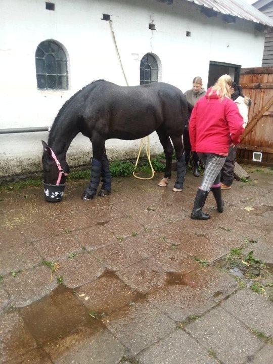 Anden særlig race Pandora billede 3