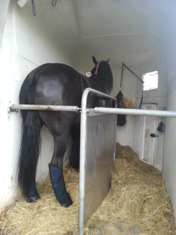 Anden særlig race Pandora billede 4