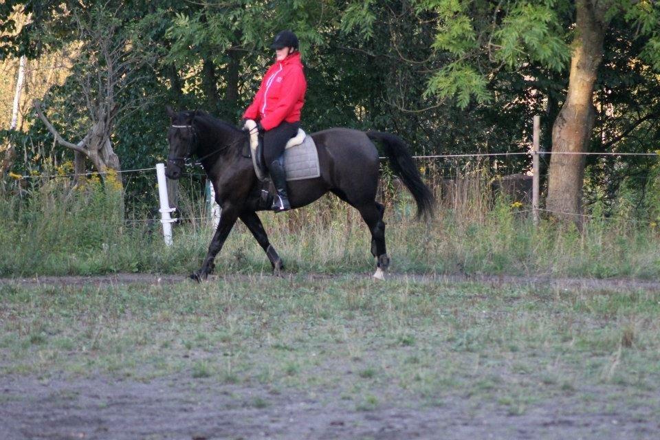 Anden særlig race Pandora billede 5