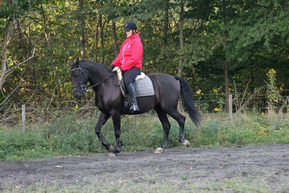 Anden særlig race Pandora billede 6