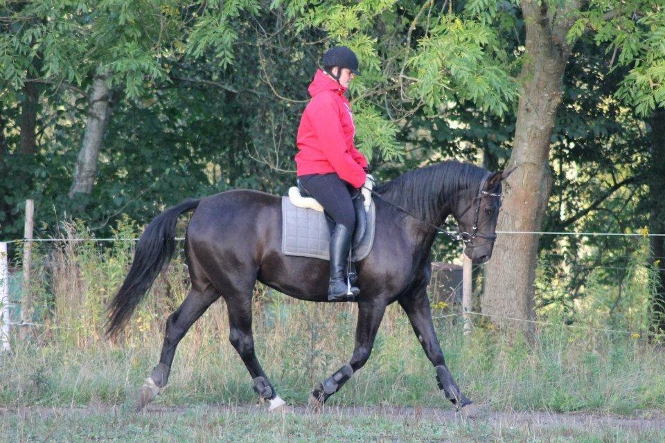 Anden særlig race Pandora billede 8