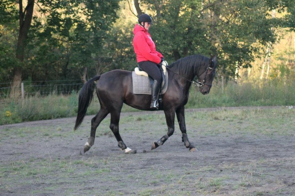 Anden særlig race Pandora billede 9