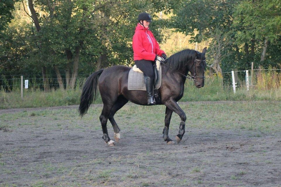 Anden særlig race Pandora billede 10