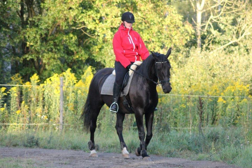 Anden særlig race Pandora billede 11