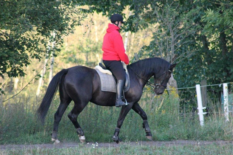 Anden særlig race Pandora billede 12