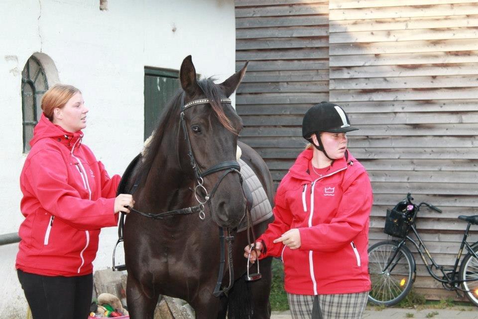 Anden særlig race Pandora billede 13