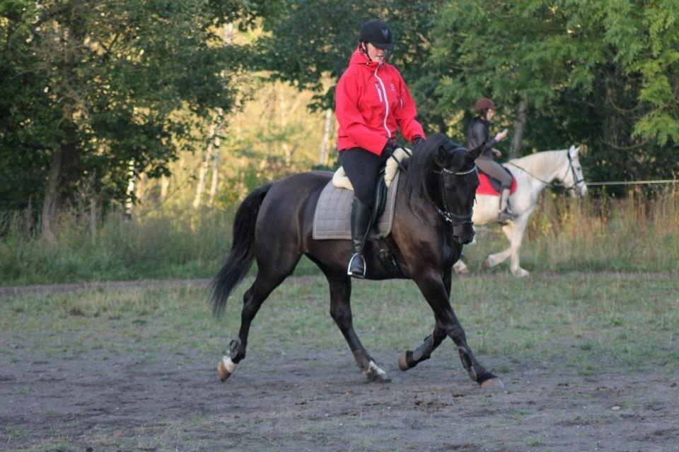 Anden særlig race Pandora billede 14