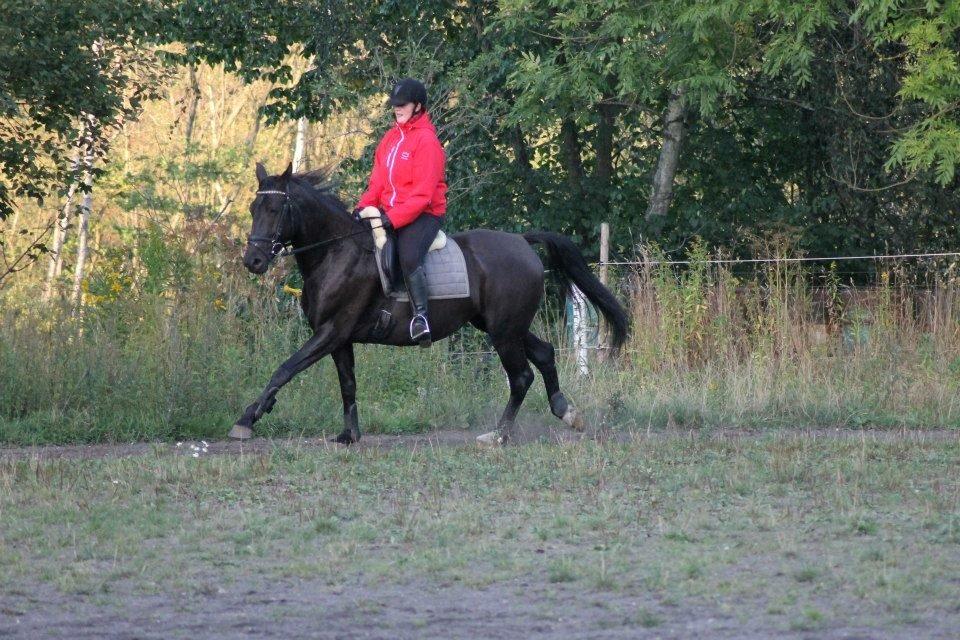 Anden særlig race Pandora billede 15