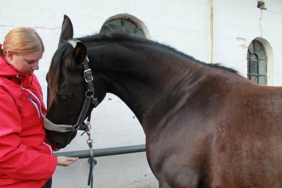 Anden særlig race Pandora billede 16