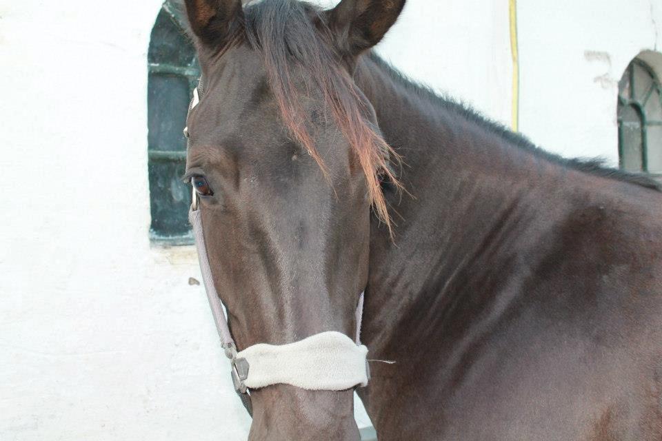 Anden særlig race Pandora billede 17