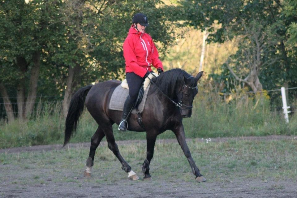 Anden særlig race Pandora billede 18