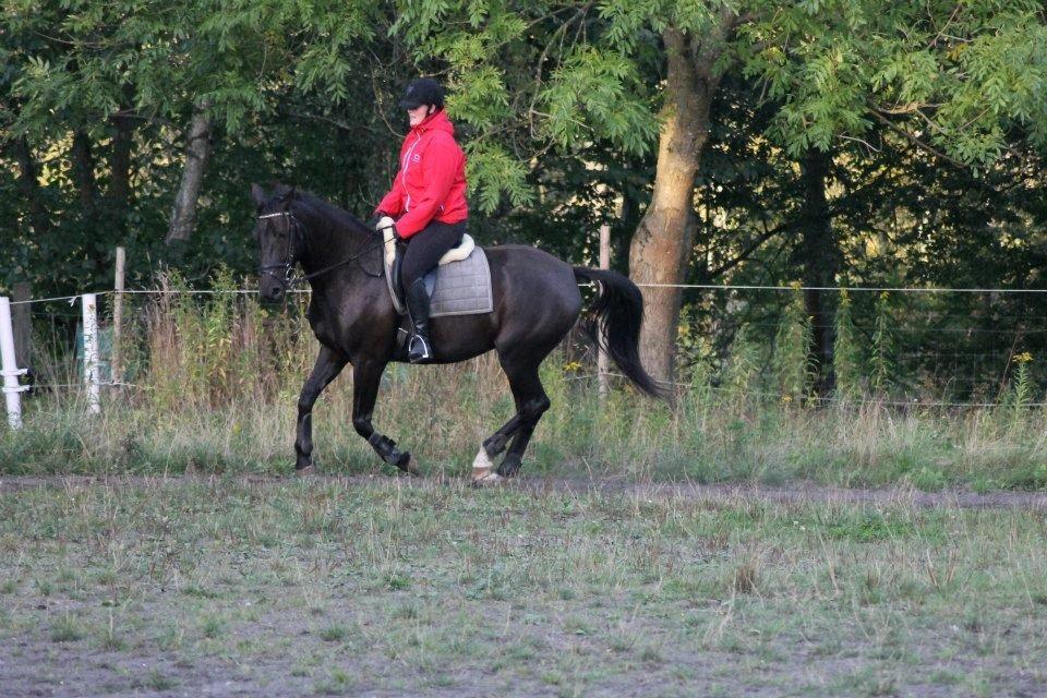 Anden særlig race Pandora billede 19