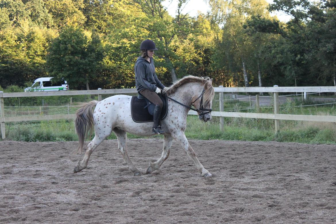 Knabstrupper Hidalgo - 3. gang jeg prøvede ham (: billede 5