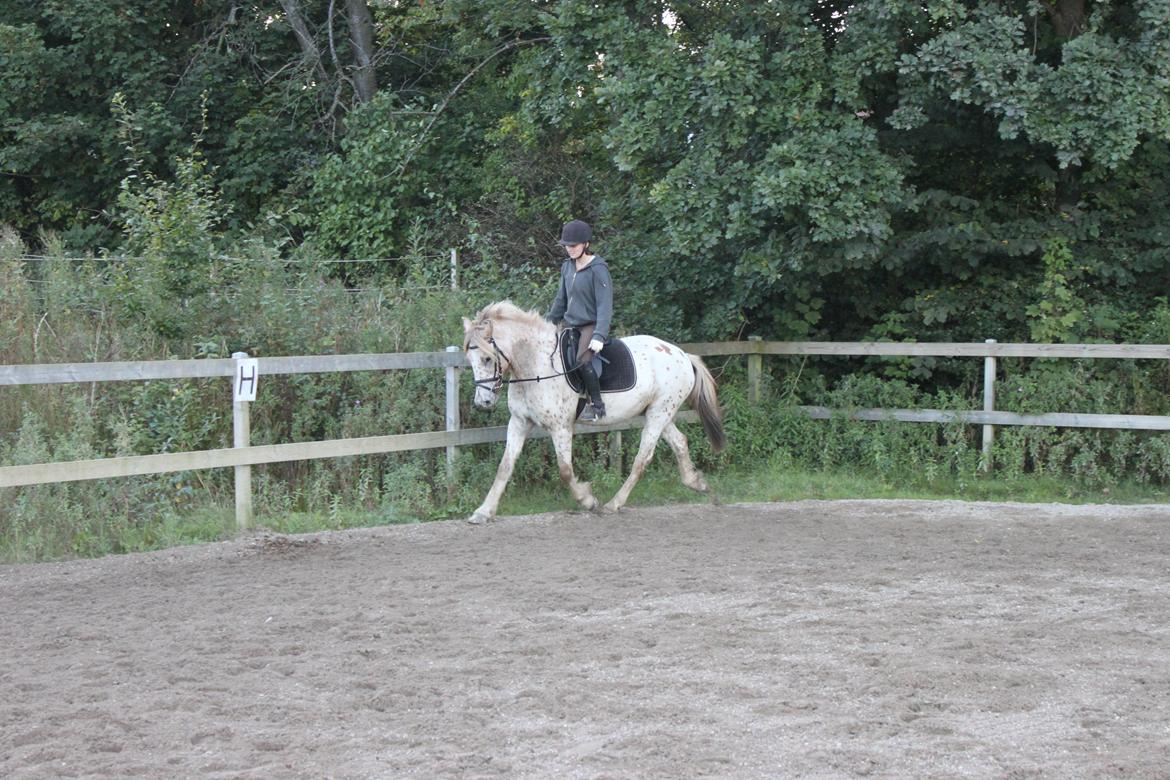 Knabstrupper Hidalgo - 3. gang jeg prøver ham (: billede 19