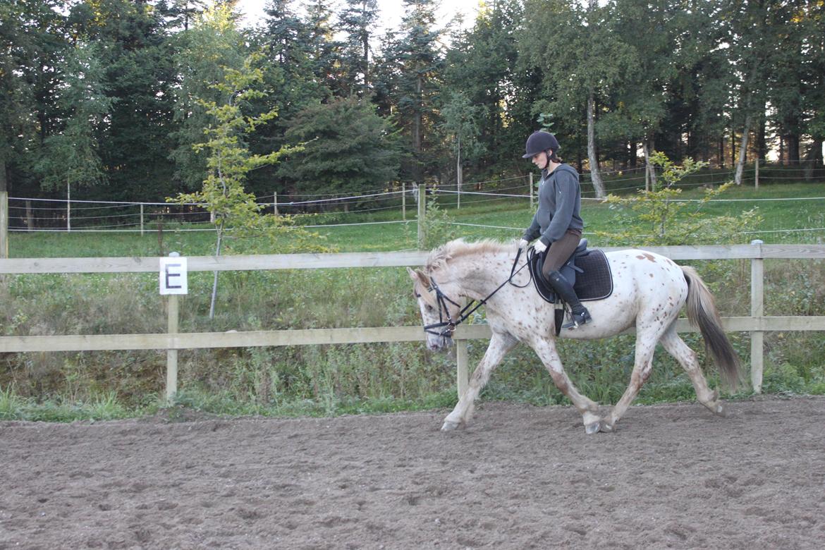 Knabstrupper Hidalgo - #. gang jeg prøvede ham (: billede 14