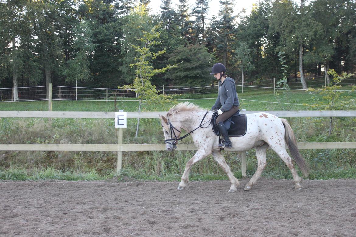 Knabstrupper Hidalgo - 3. gan g jeg prøvede ham (: billede 12