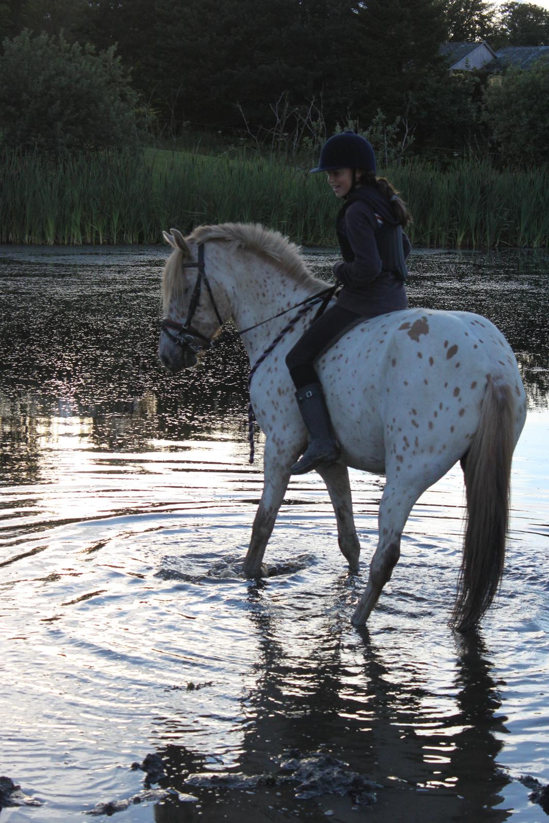 Knabstrupper Hidalgo - Fra ridelejr med Freja (: billede 13