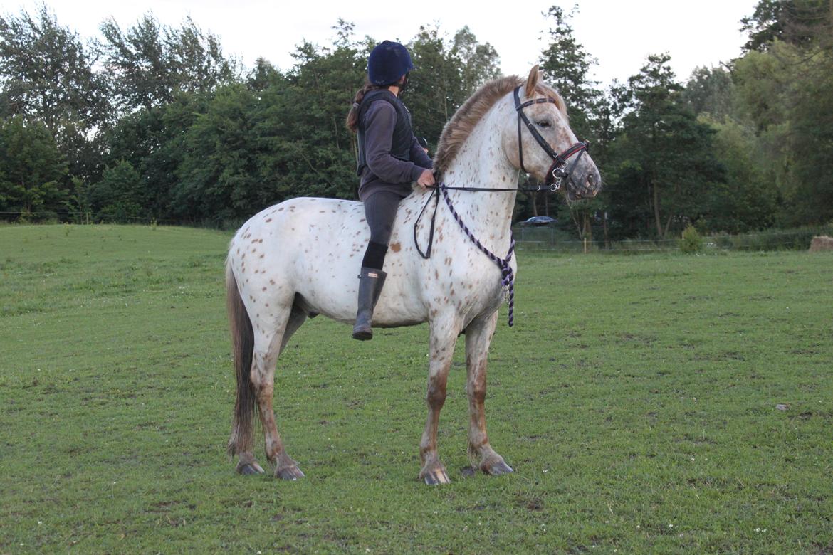 Knabstrupper Hidalgo - Velkommen til Hidalgo's profil! billede 1