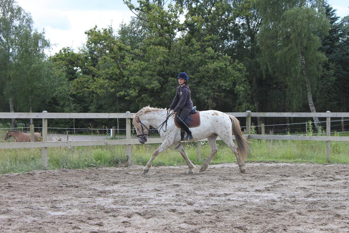 Knabstrupper Hidalgo - Hans part, synes det er et super billede! billede 16