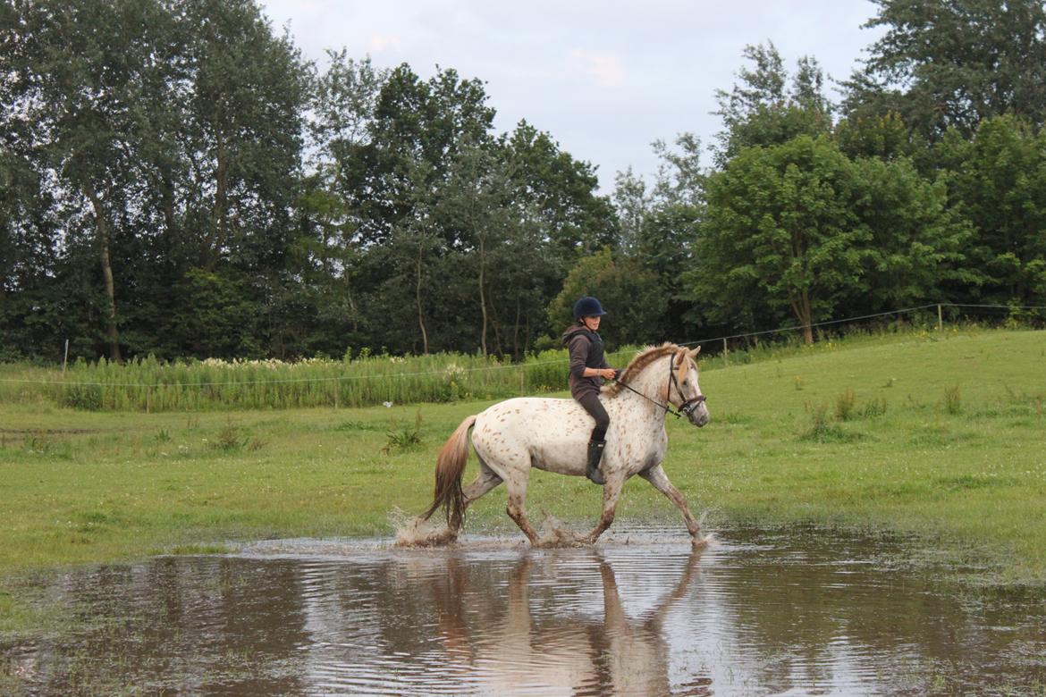 Knabstrupper Hidalgo - Fra ridelejr med Freja (: billede 17