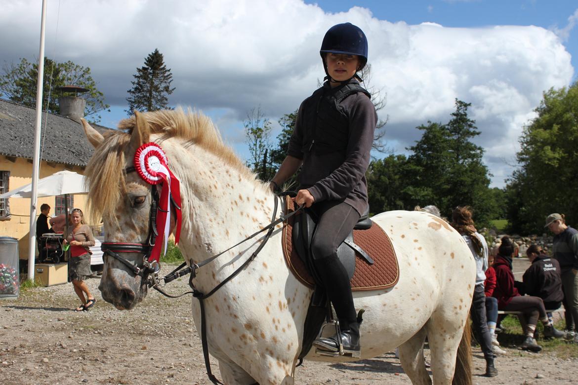 Knabstrupper Hidalgo - Hans part, efter sløjfespring på Dutterup (: billede 18