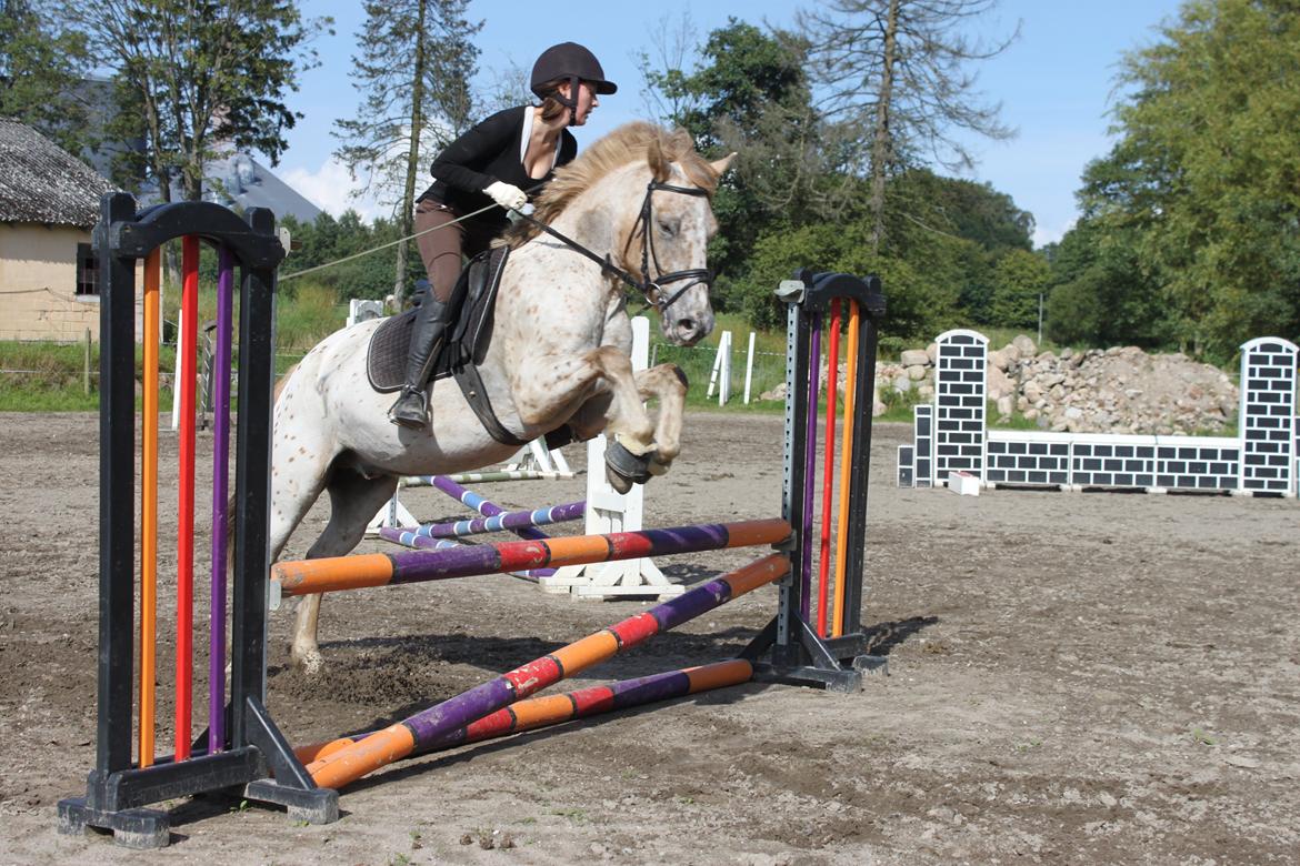 Knabstrupper Hidalgo - 1. gang jeg præver ham (: billede 20