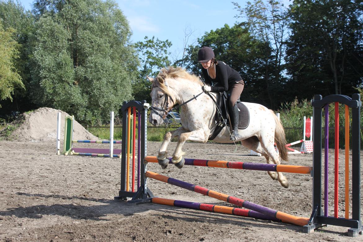 Knabstrupper Hidalgo - 1. gang jeg prævede ham (: billede 15