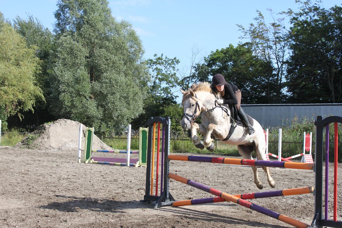 Knabstrupper Hidalgo - Springer 95, første gang jeg prøvede ham (: billede 7