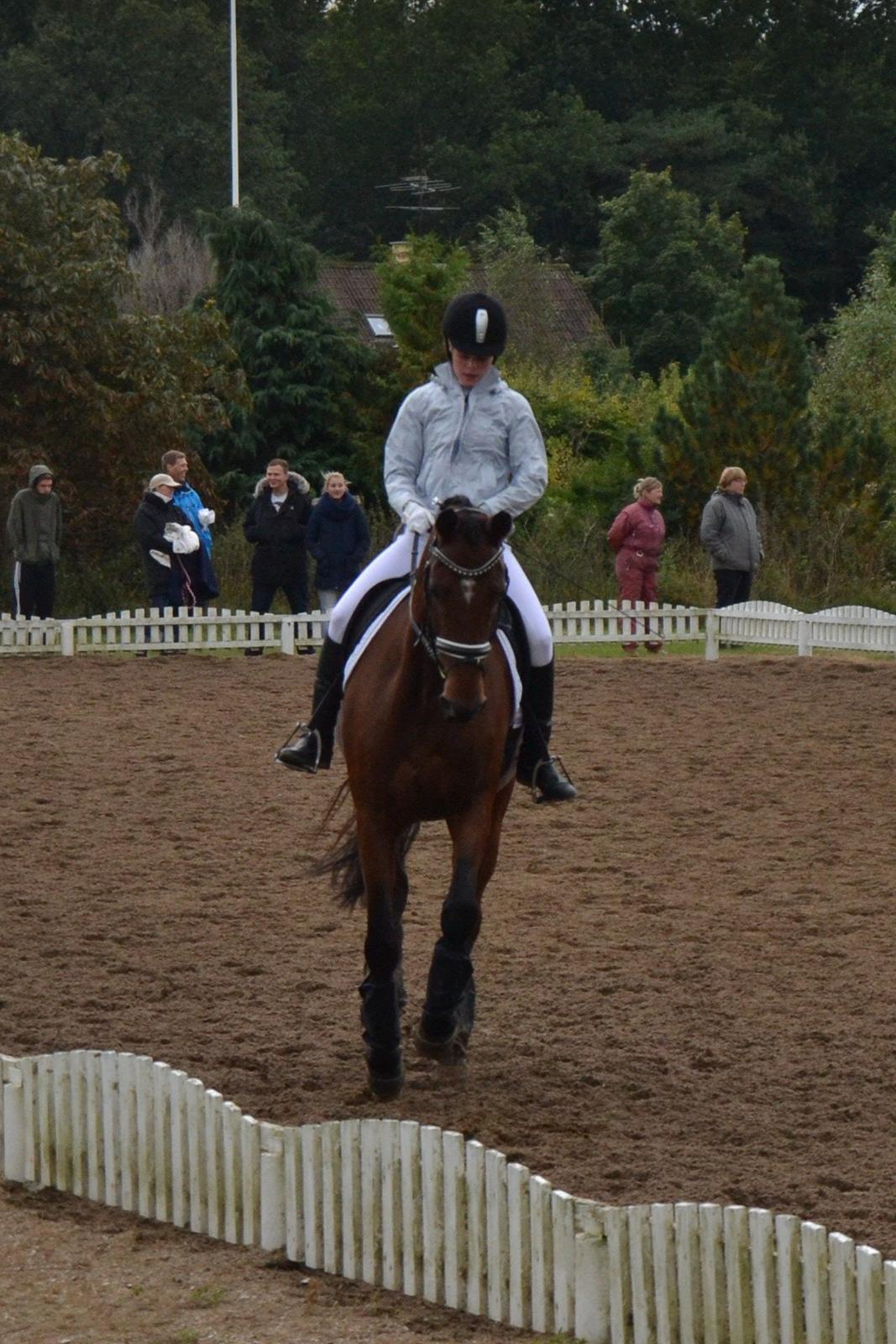 Dansk Varmblod Poldine - Sølyst Himmelhest billede 15