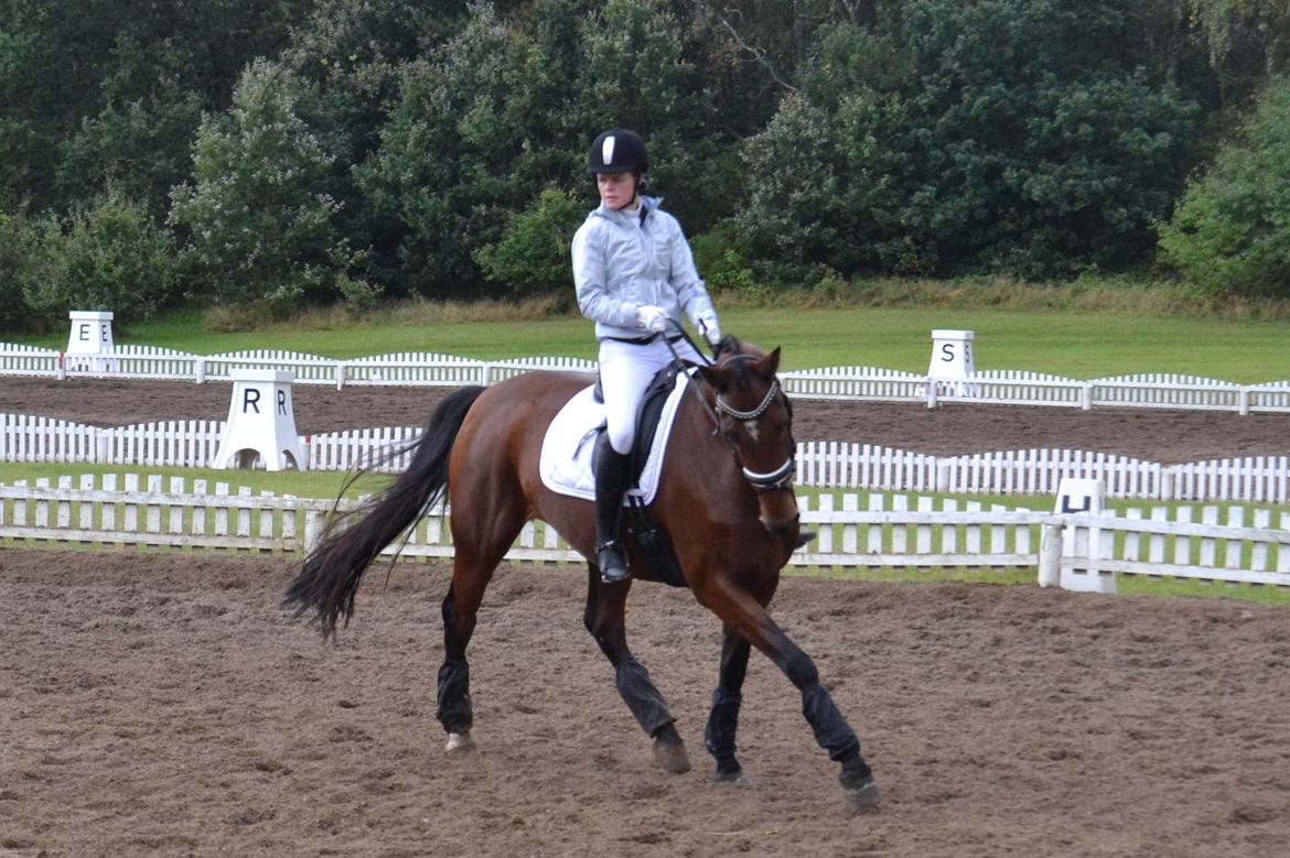 Dansk Varmblod Poldine - Sølyst Himmelhest billede 16