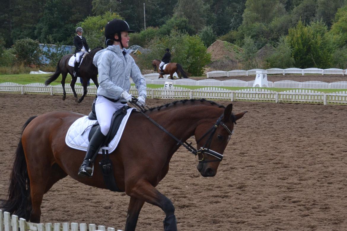 Dansk Varmblod Poldine - Sølyst Himmelhest billede 17