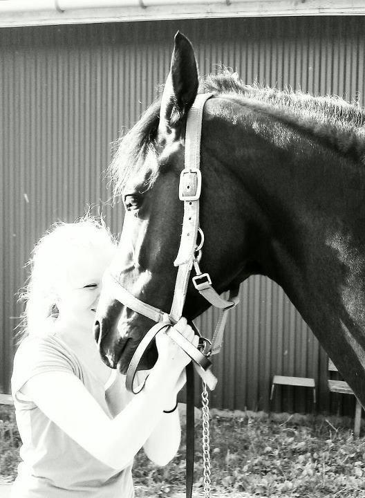 Dansk Varmblod 4 Ever Gipsy billede 1