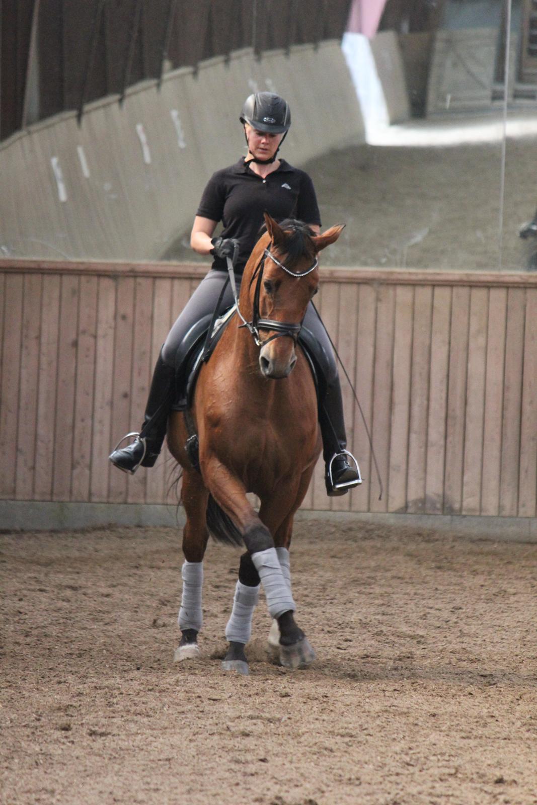 Trakehner Kim Blæsbjerg billede 17