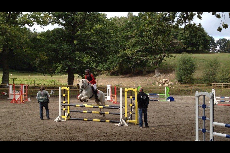 Irsk Sportspony Levi 501 ( Tidl. Hest) - stævne egene la*  billede 17