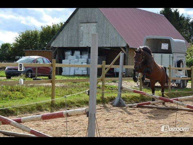 Hannoveraner Lille Per - 14. YYYEEEEEHHHHHAAAAAAAAA! Efteråret 2012 billede 10