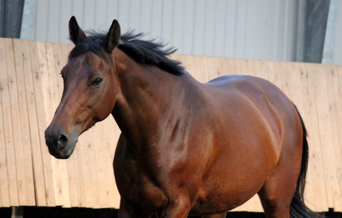 Dansk Varmblod QUENNEL - Den dejligste hest! Foto: Mig billede 4
