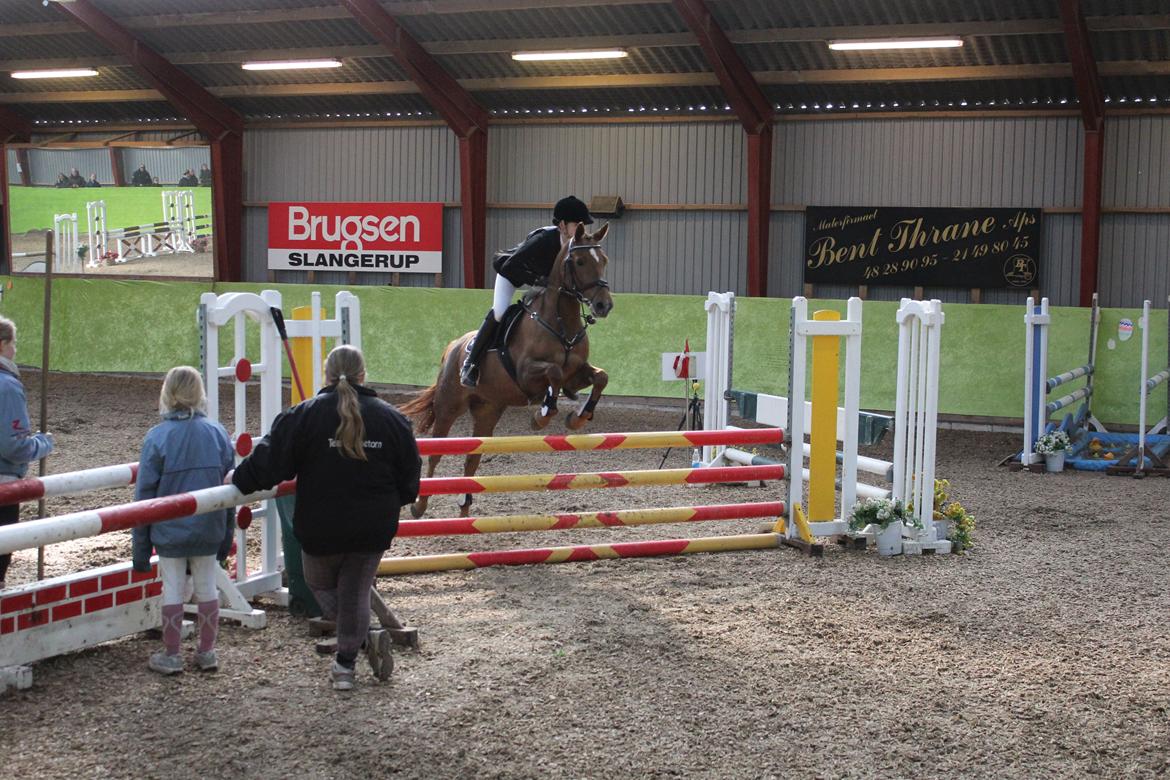 Hollandsk Sportspony Comm'S Forest Robinia billede 11