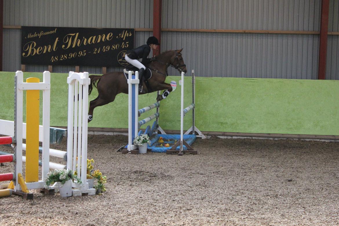 Hollandsk Sportspony Comm'S Forest Robinia billede 13