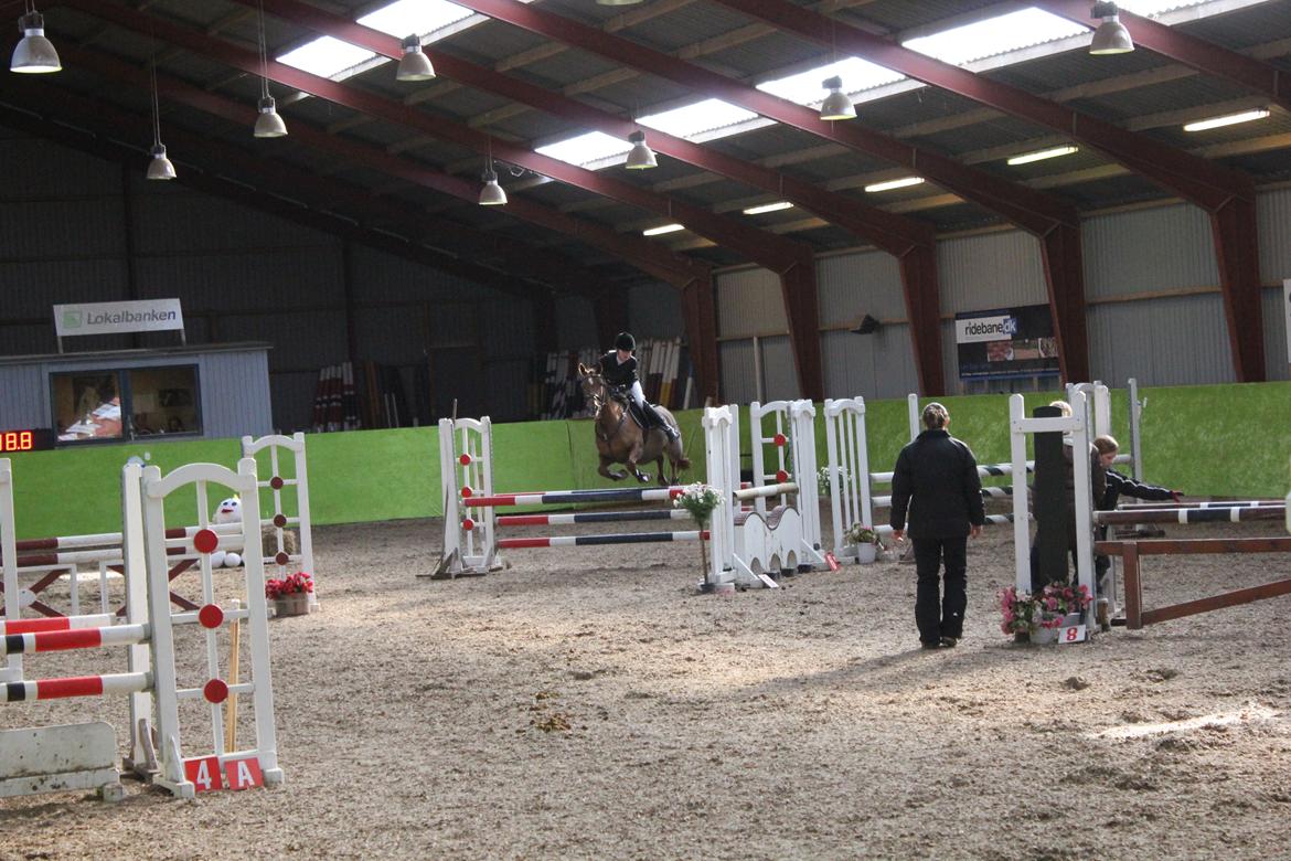 Hollandsk Sportspony Comm'S Forest Robinia billede 15