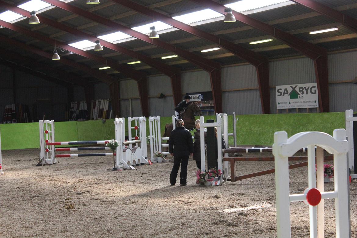 Hollandsk Sportspony Comm'S Forest Robinia billede 17