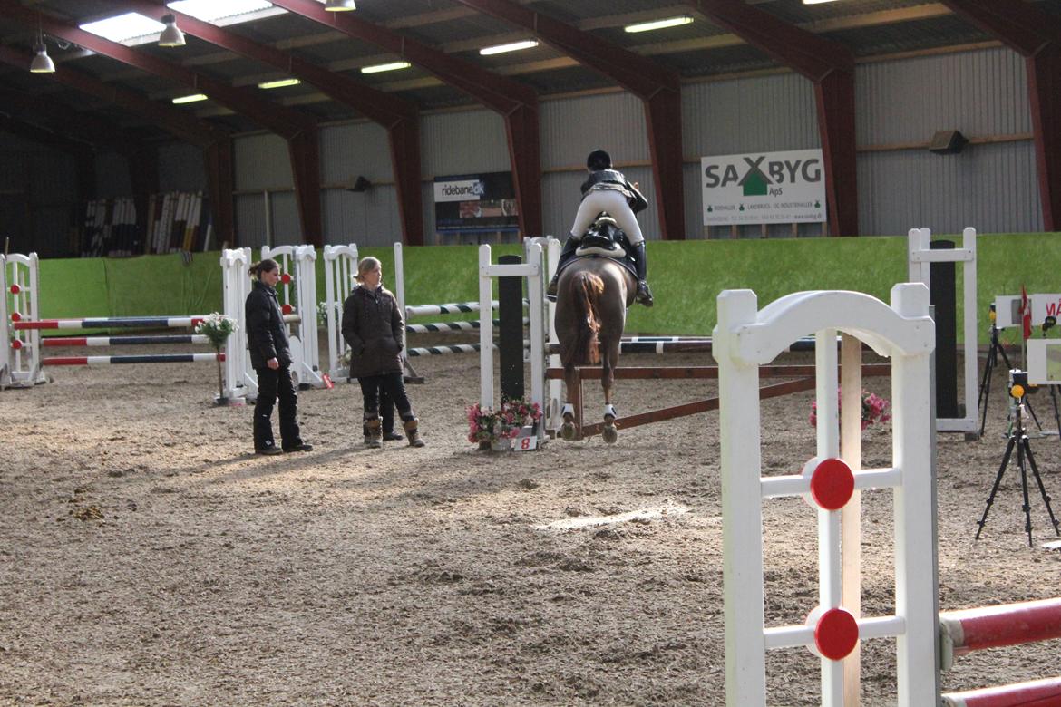 Hollandsk Sportspony Comm'S Forest Robinia billede 18
