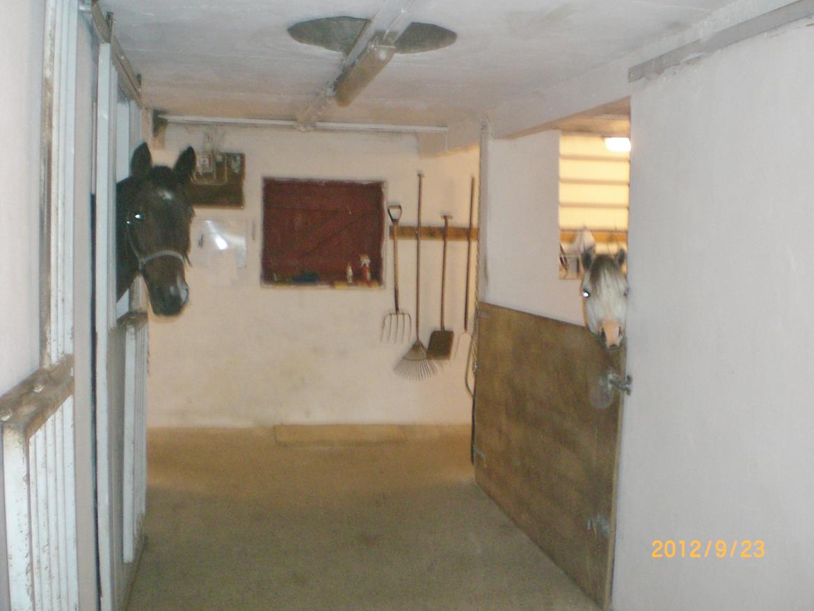 Dansk Varmblod Argos - Argos hjemme i stalden. billede 12