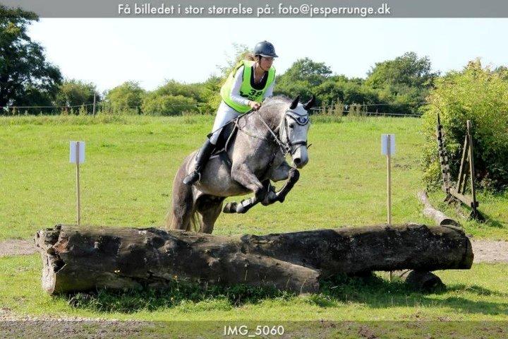 Lusitano Bizantino da Cerca *Tiger-dyr* - Stævne i Aabenraa billede 16