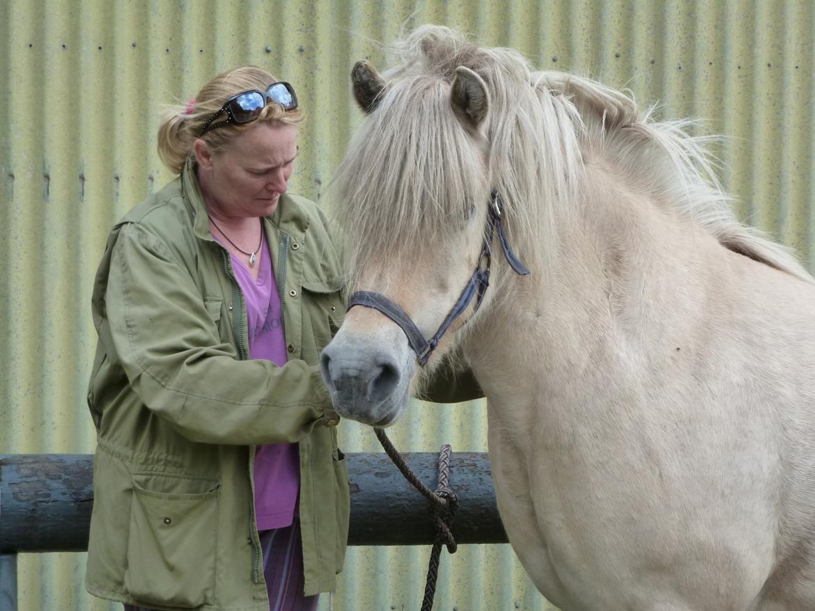 Anden særlig race Islænder miks Tøssen billede 1