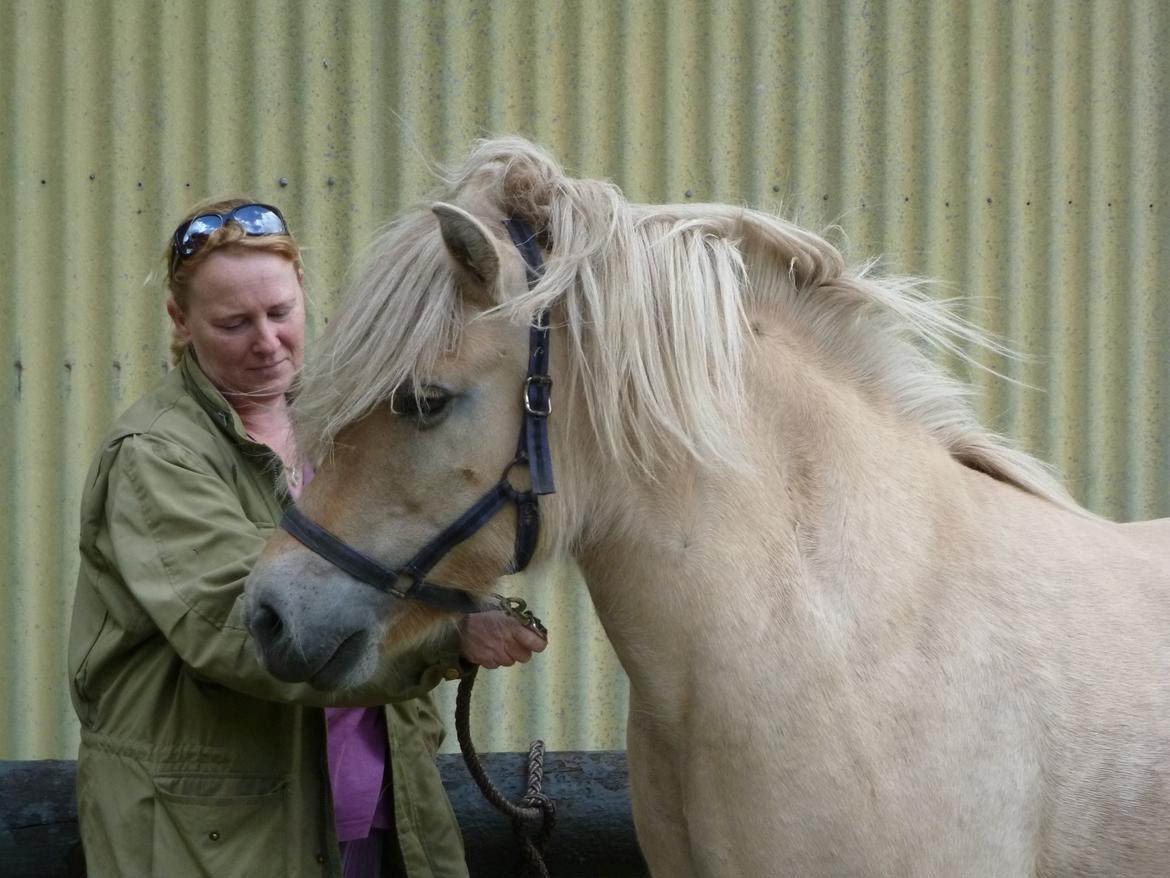 Anden særlig race Islænder miks Tøssen billede 2