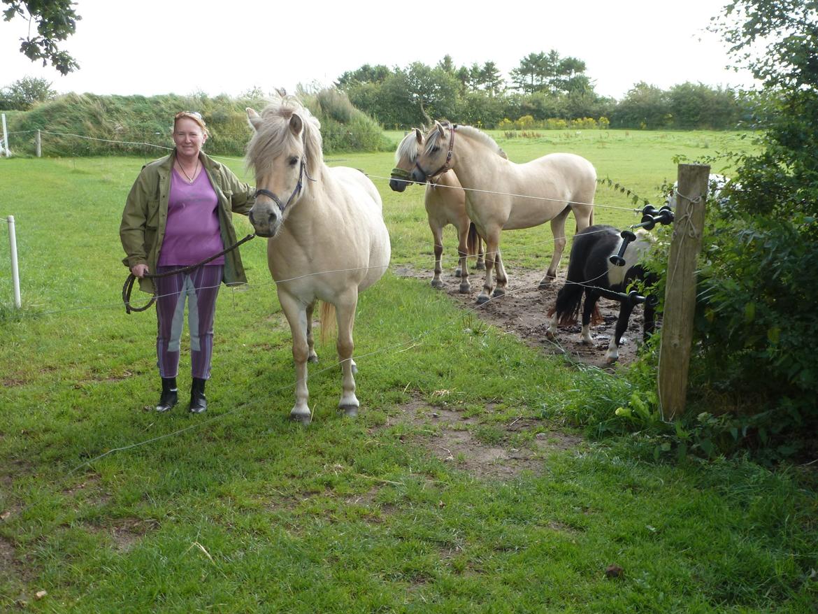 Anden særlig race Islænder miks Tøssen billede 3