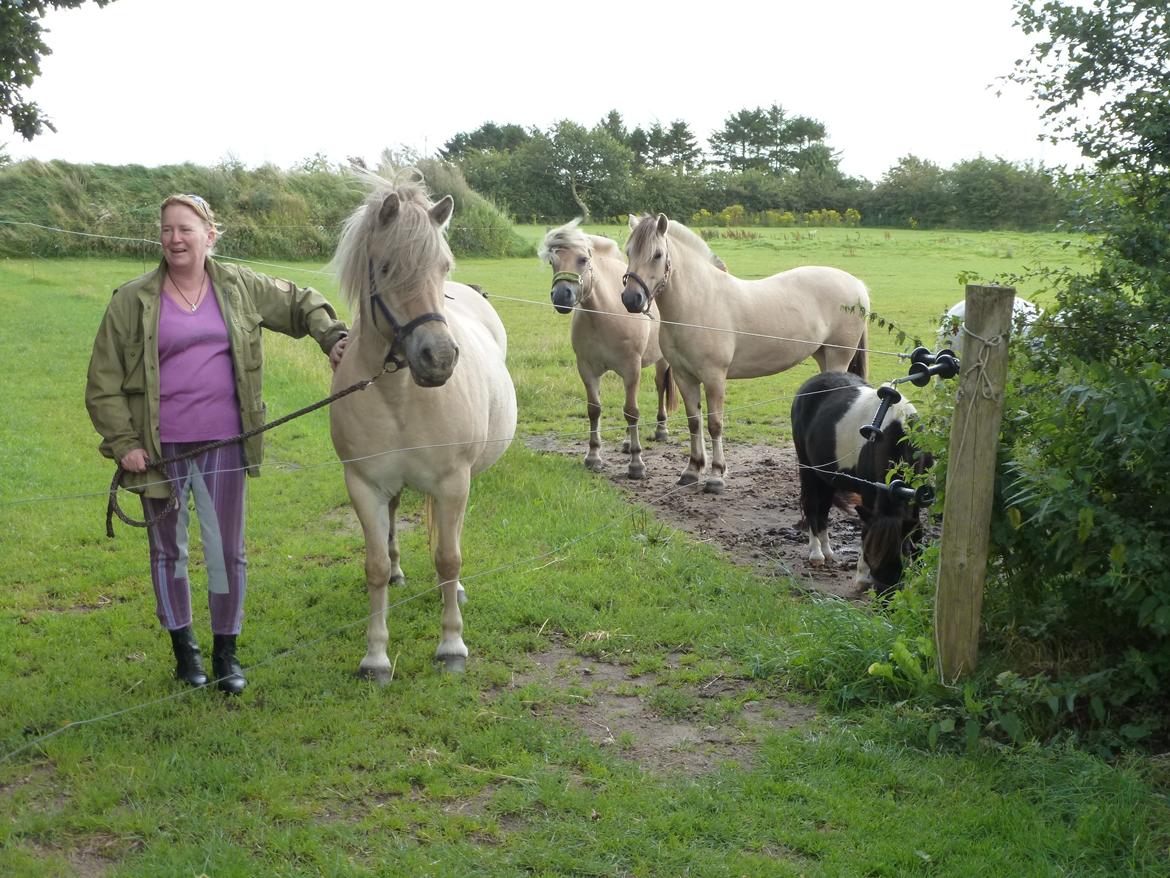 Anden særlig race Islænder miks Tøssen billede 4