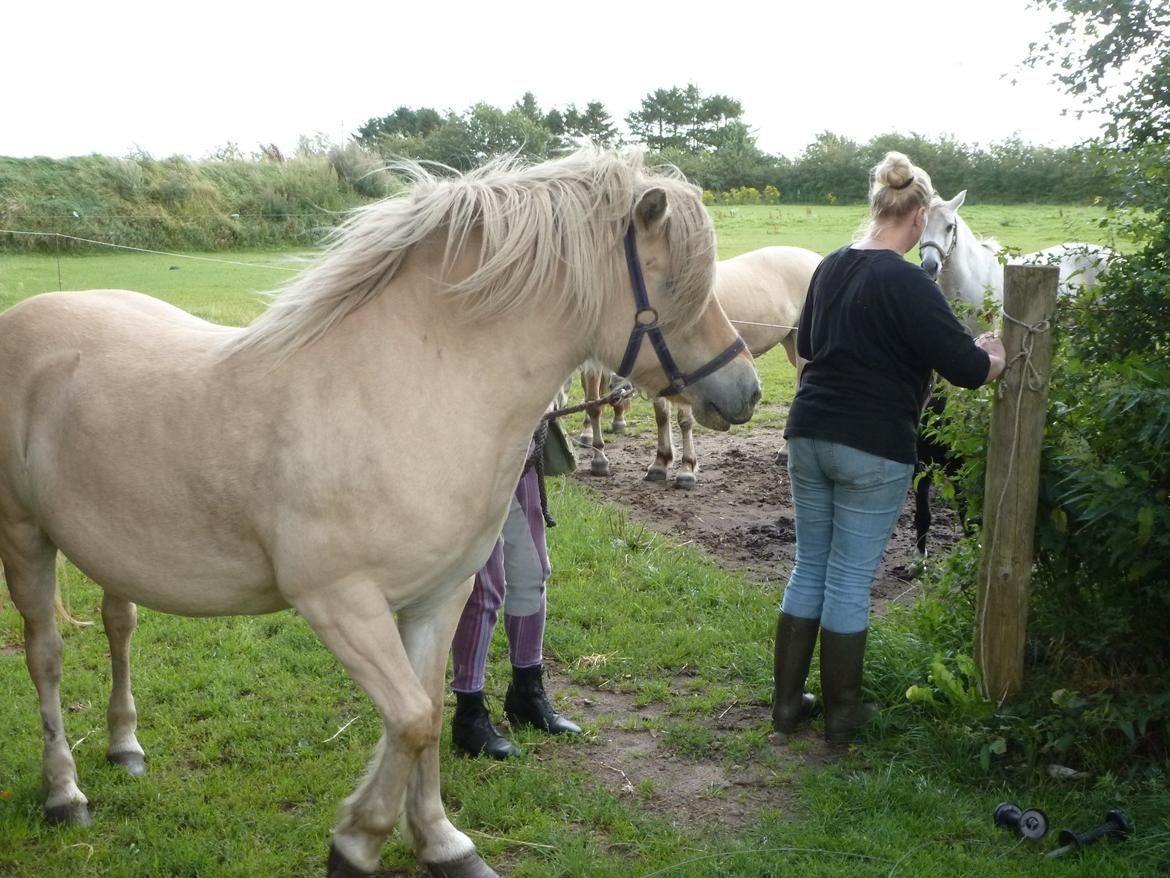 Anden særlig race Islænder miks Tøssen billede 6